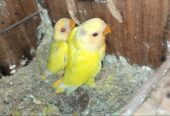 Rosicoli opline female x seplt opline male breeder pair with 2 chick’s