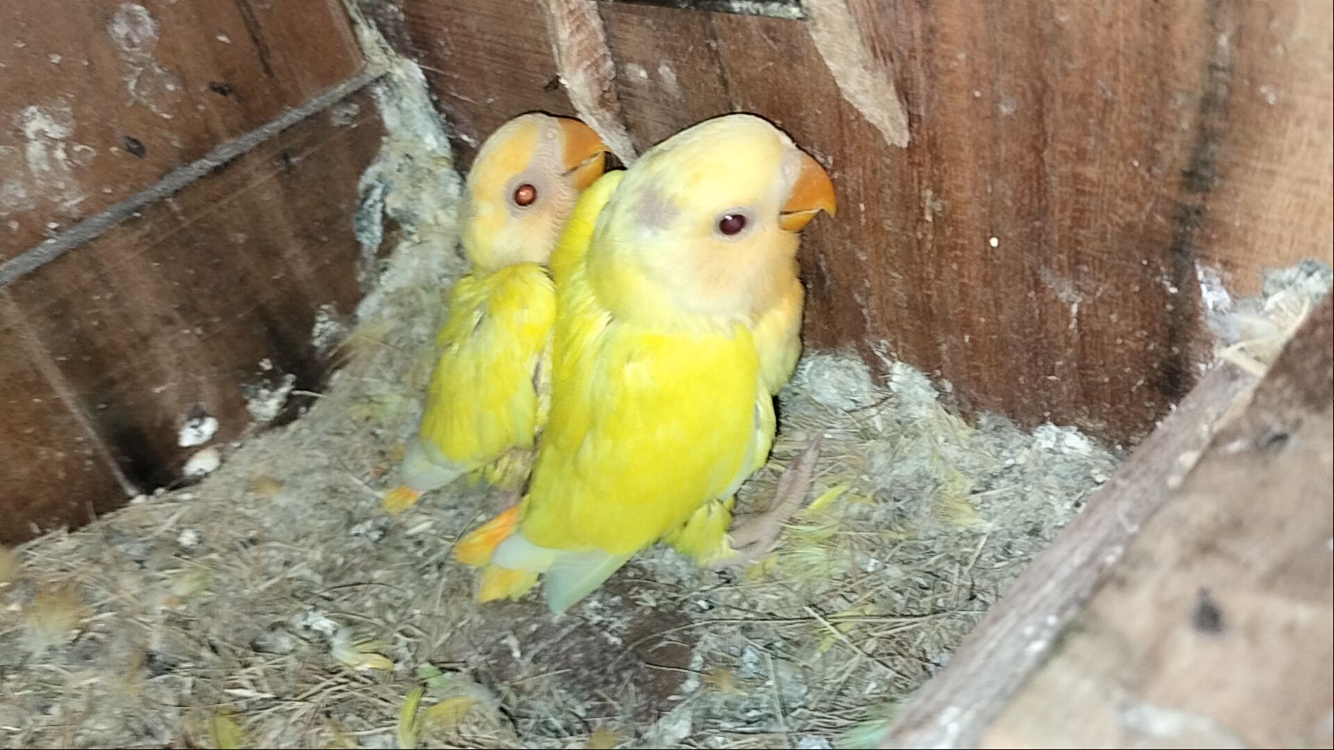 Rosicoli opline female x seplt opline male breeder pair with 2 chick’s
