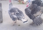 Turkey chicks