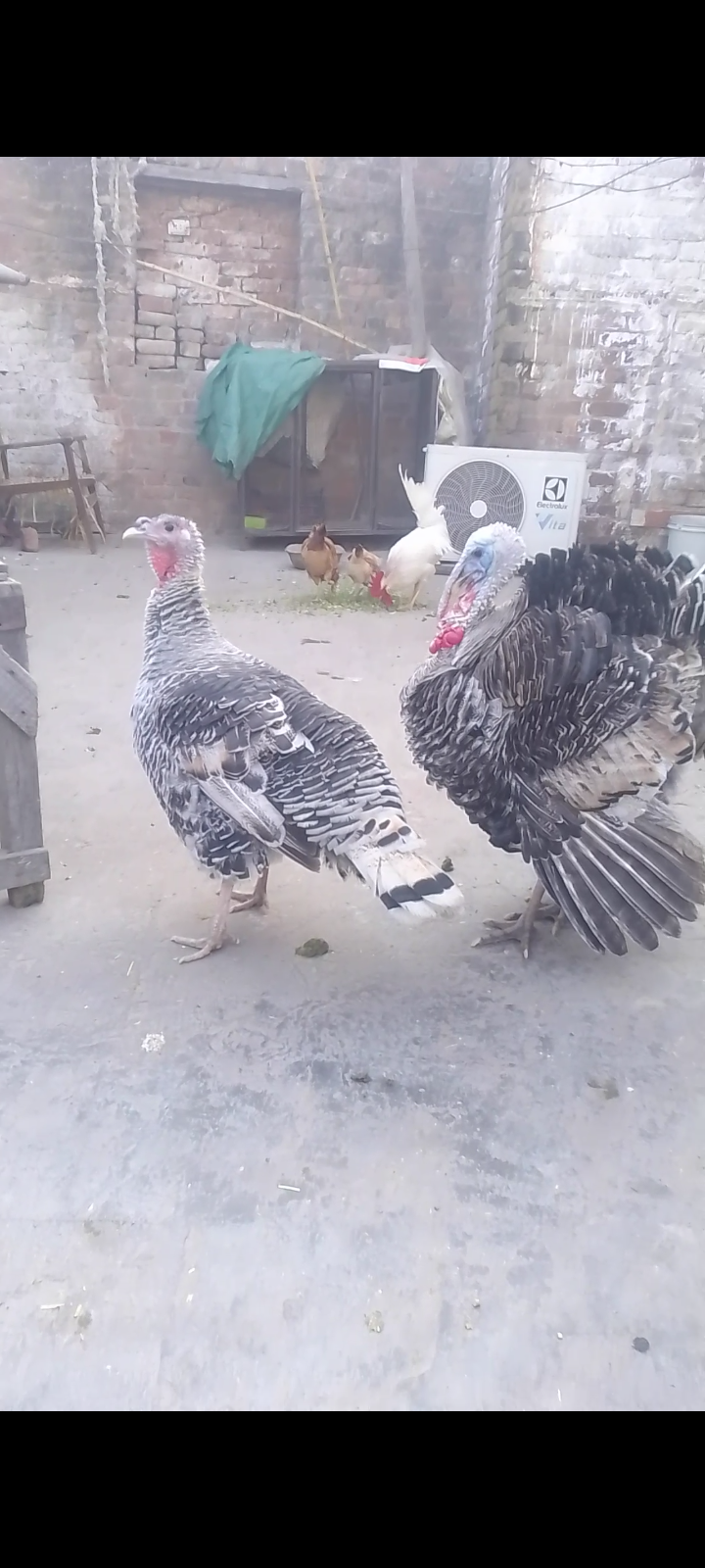 Turkey chicks