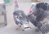 Turkey chicks
