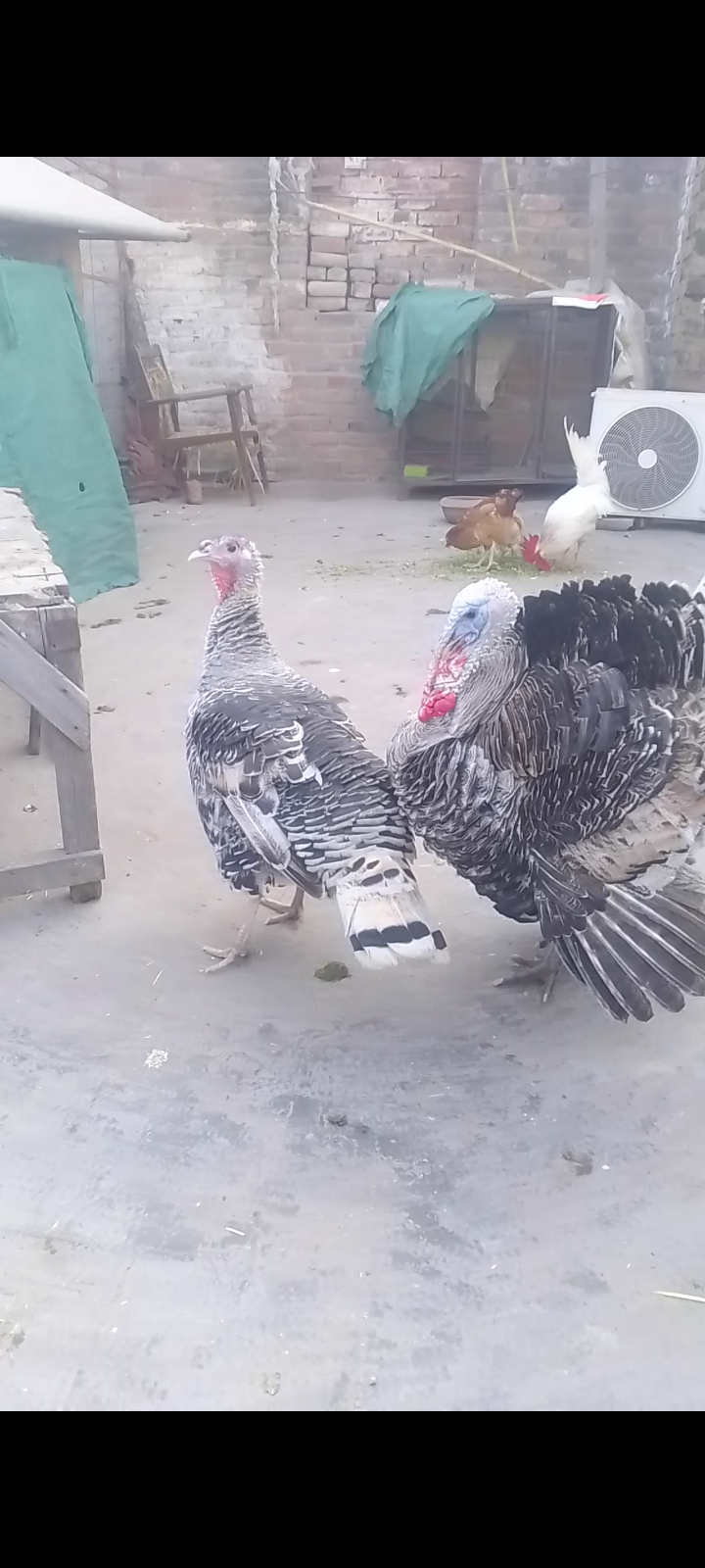 Turkey chicks