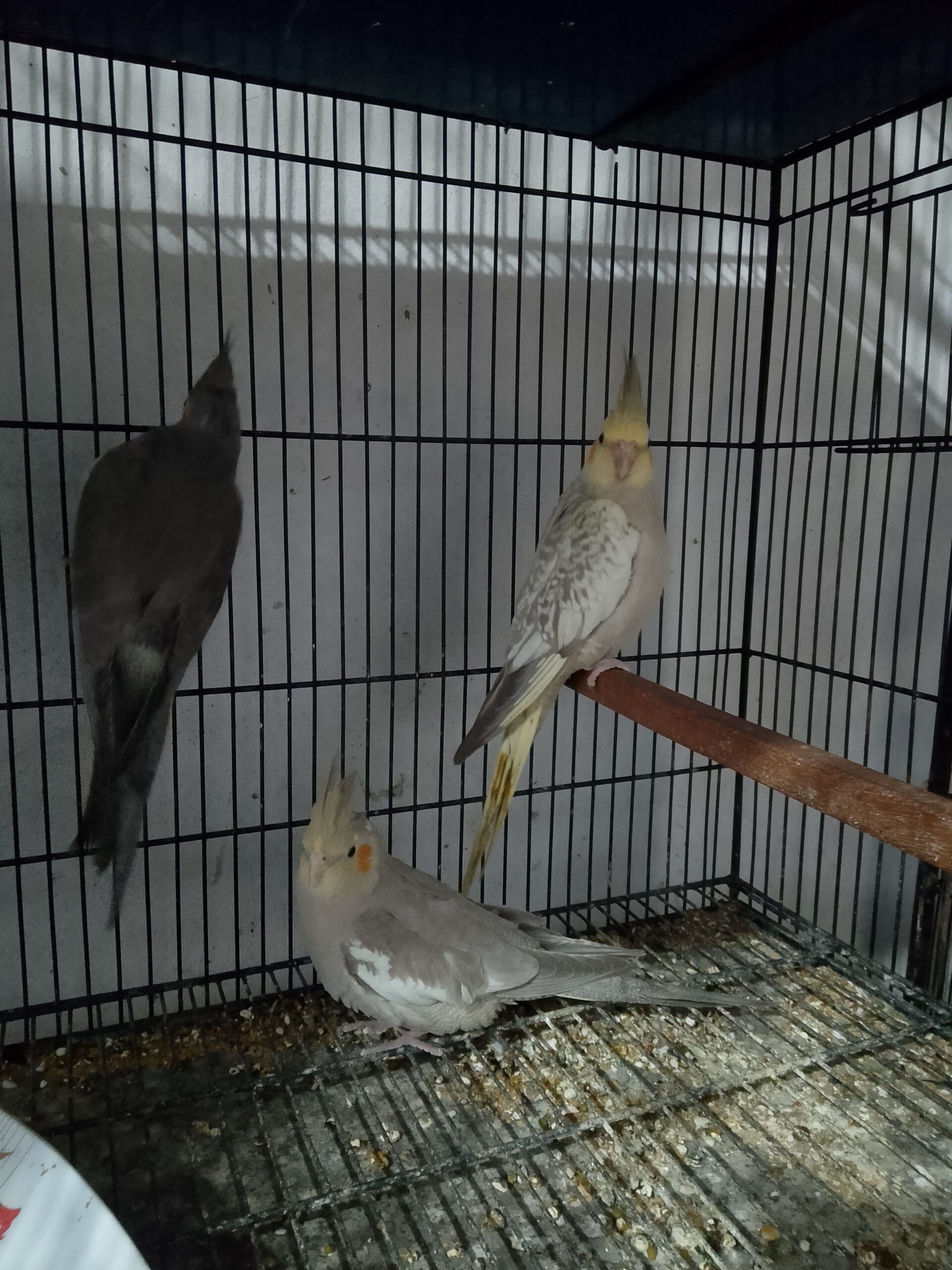 GOLDEN CHANCE: Exotic Cockatiel Collection (A+ Quality Home Bred) – Don’t Miss!