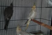 GOLDEN CHANCE: Exotic Cockatiel Collection (A+ Quality Home Bred) – Don’t Miss!