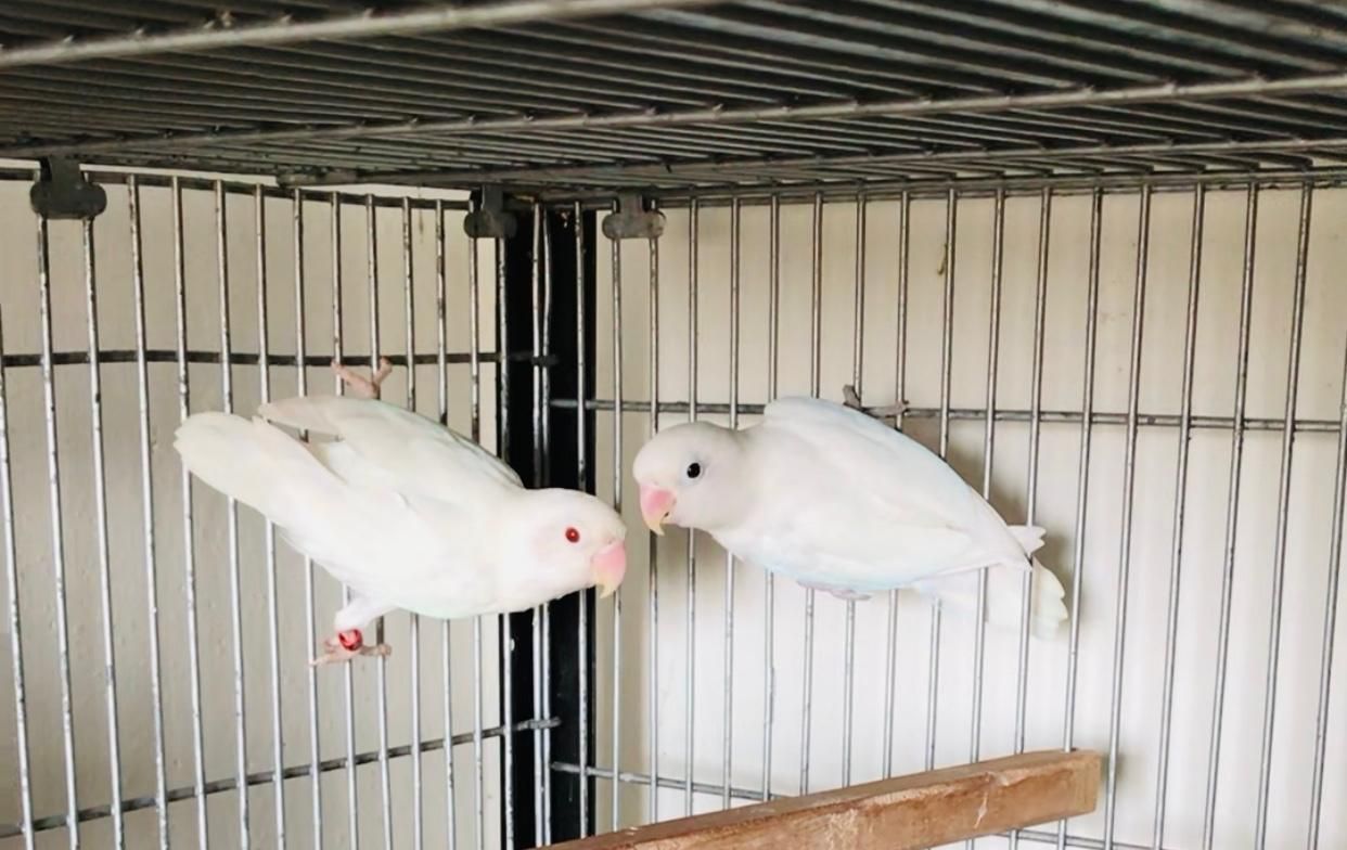 Albino red eye*albino split ino. Bangalise pathay