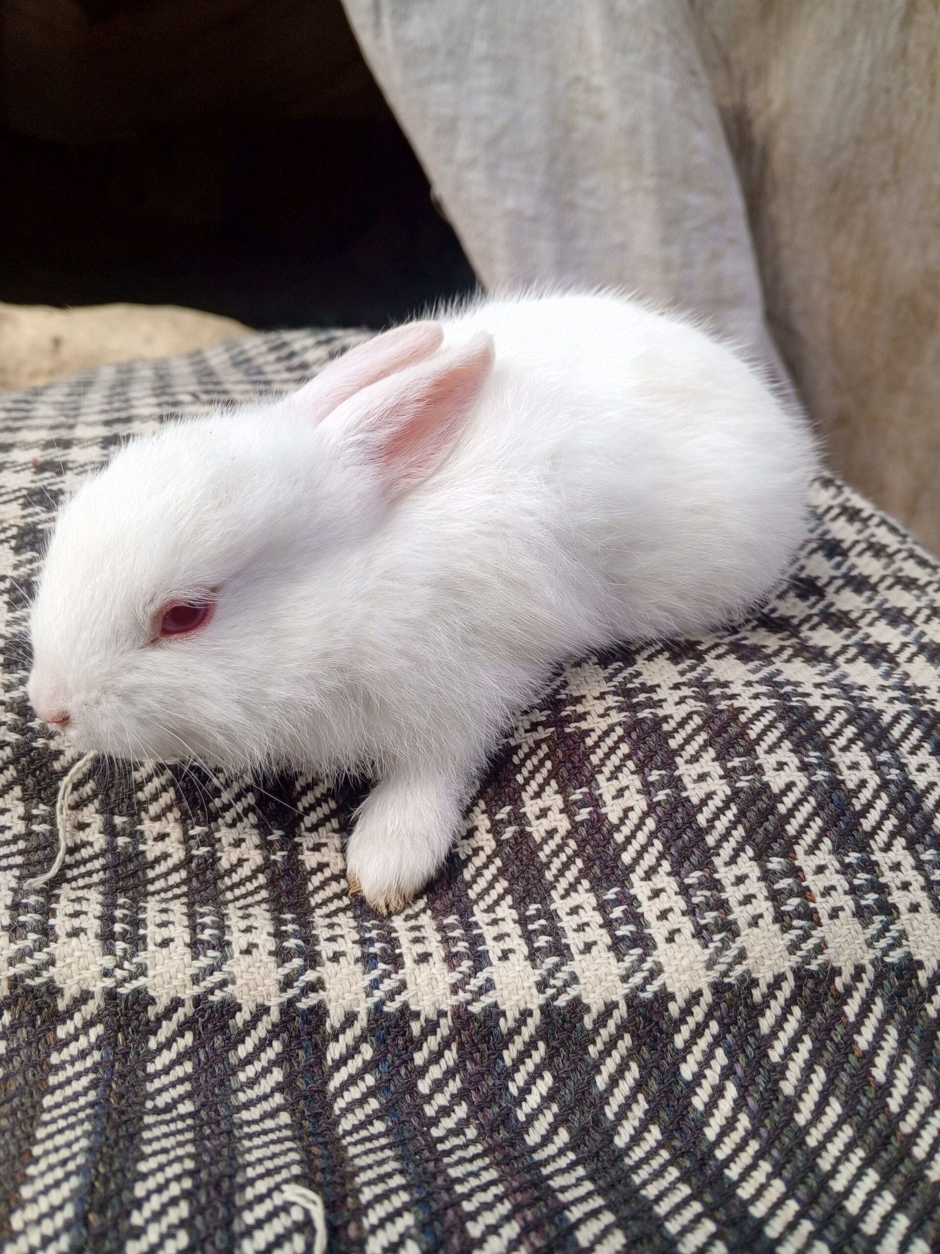 Newziland white bunny pure blood line