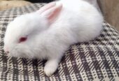 Newziland white bunny pure blood line