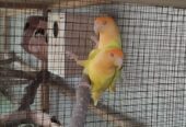 Rosicoli opline female x seplt opline male breeder pair with 2 chick’s