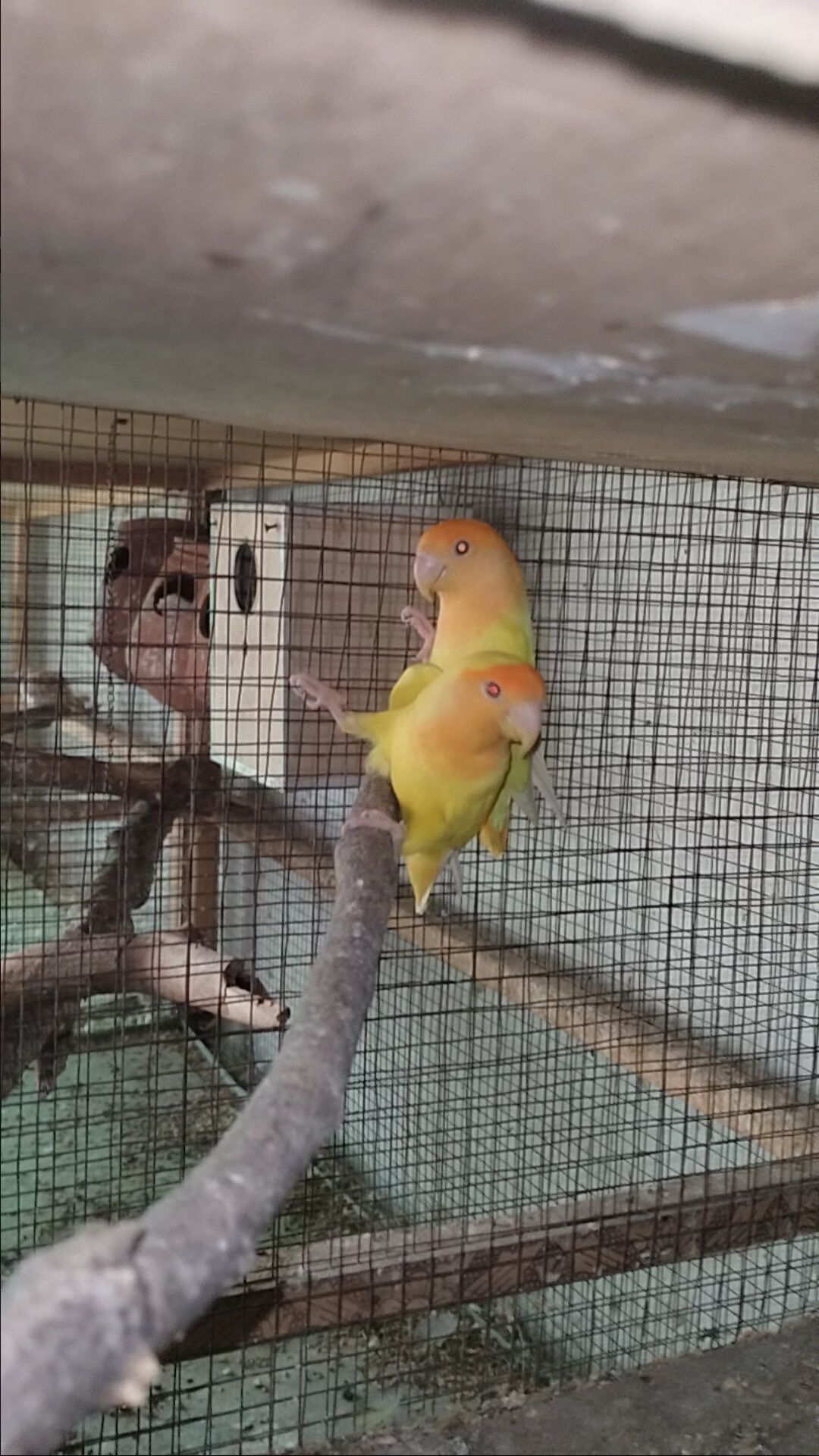 Rosicoli opline female x seplt opline male breeder pair with 2 chick’s