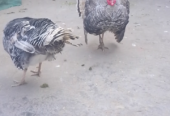 Turkey chicks