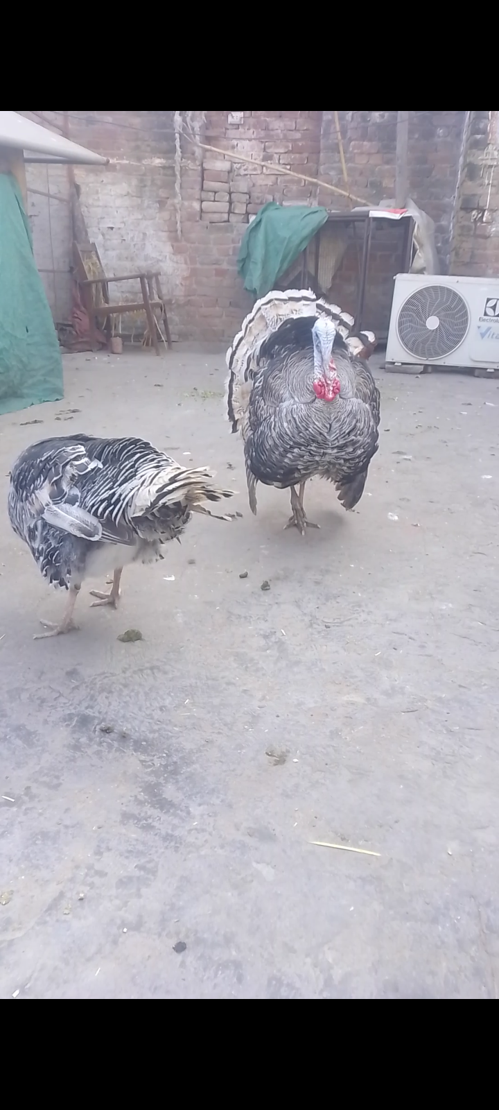 Turkey chicks