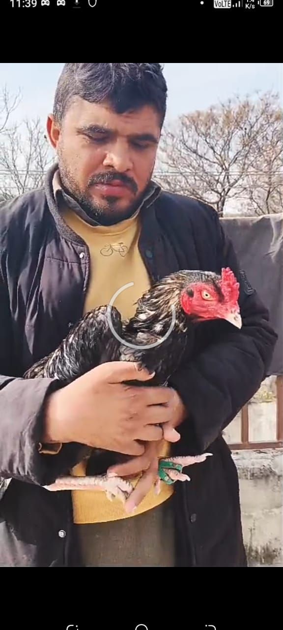 Aseel mianwali murgy