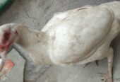 White Aseel pair
