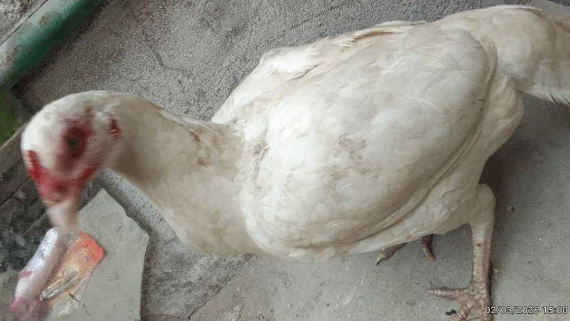 White Aseel pair
