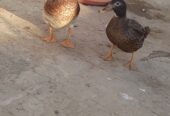 Breeder pair of Ducks for SALE