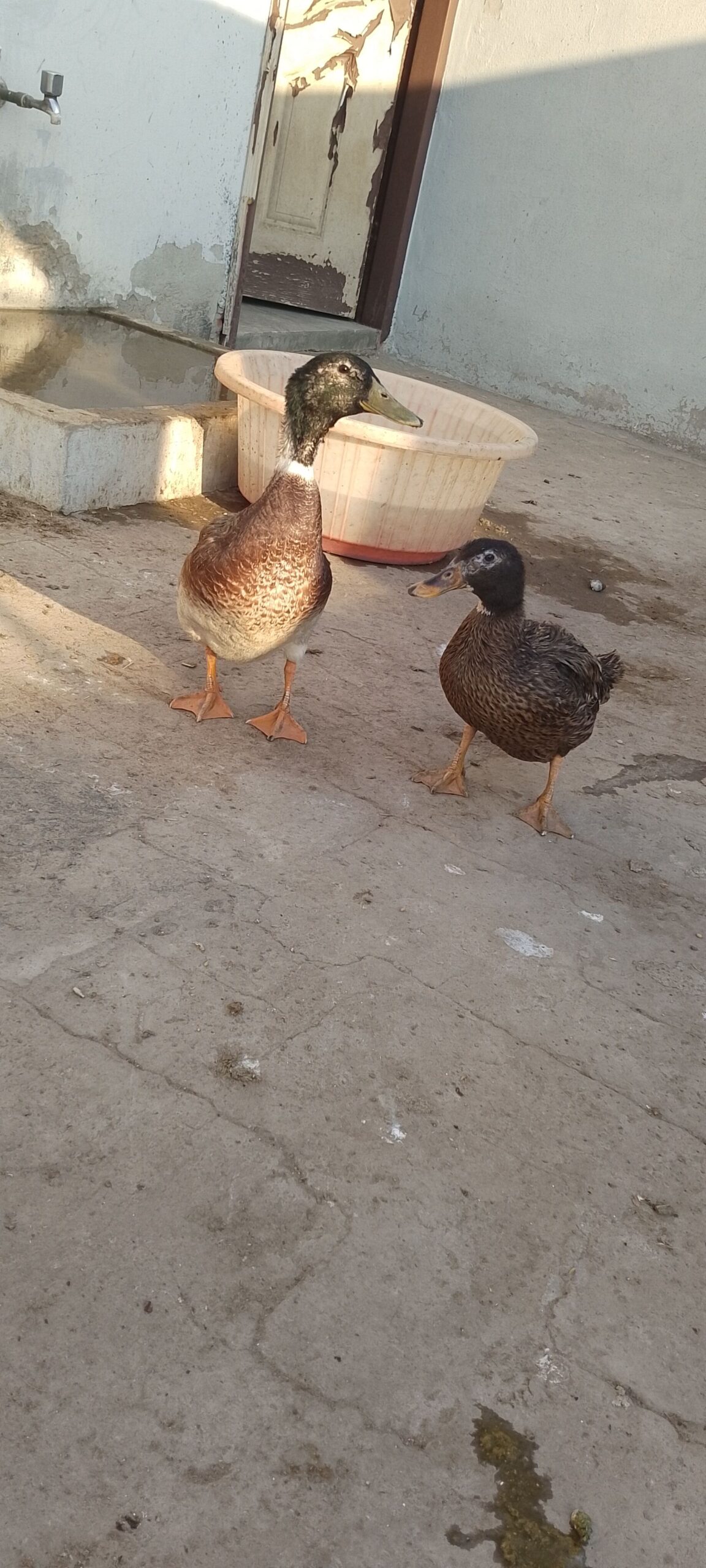 Breeder pair of Ducks for SALE