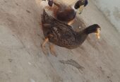 Breeder pair of Ducks for SALE