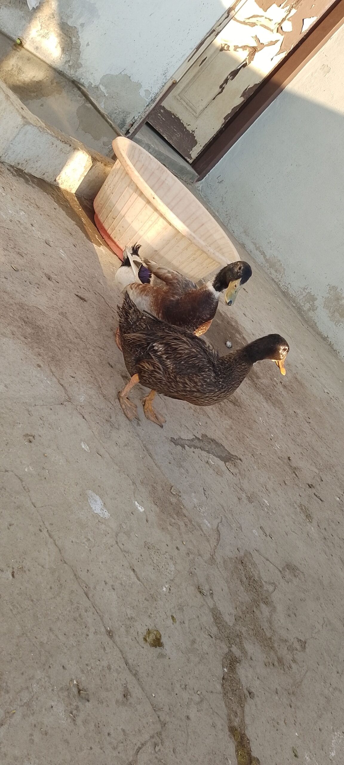 Breeder pair of Ducks for SALE
