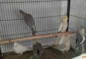 GOLDEN CHANCE: Exotic Cockatiel Collection (A+ Quality Home Bred) – Don’t Miss!