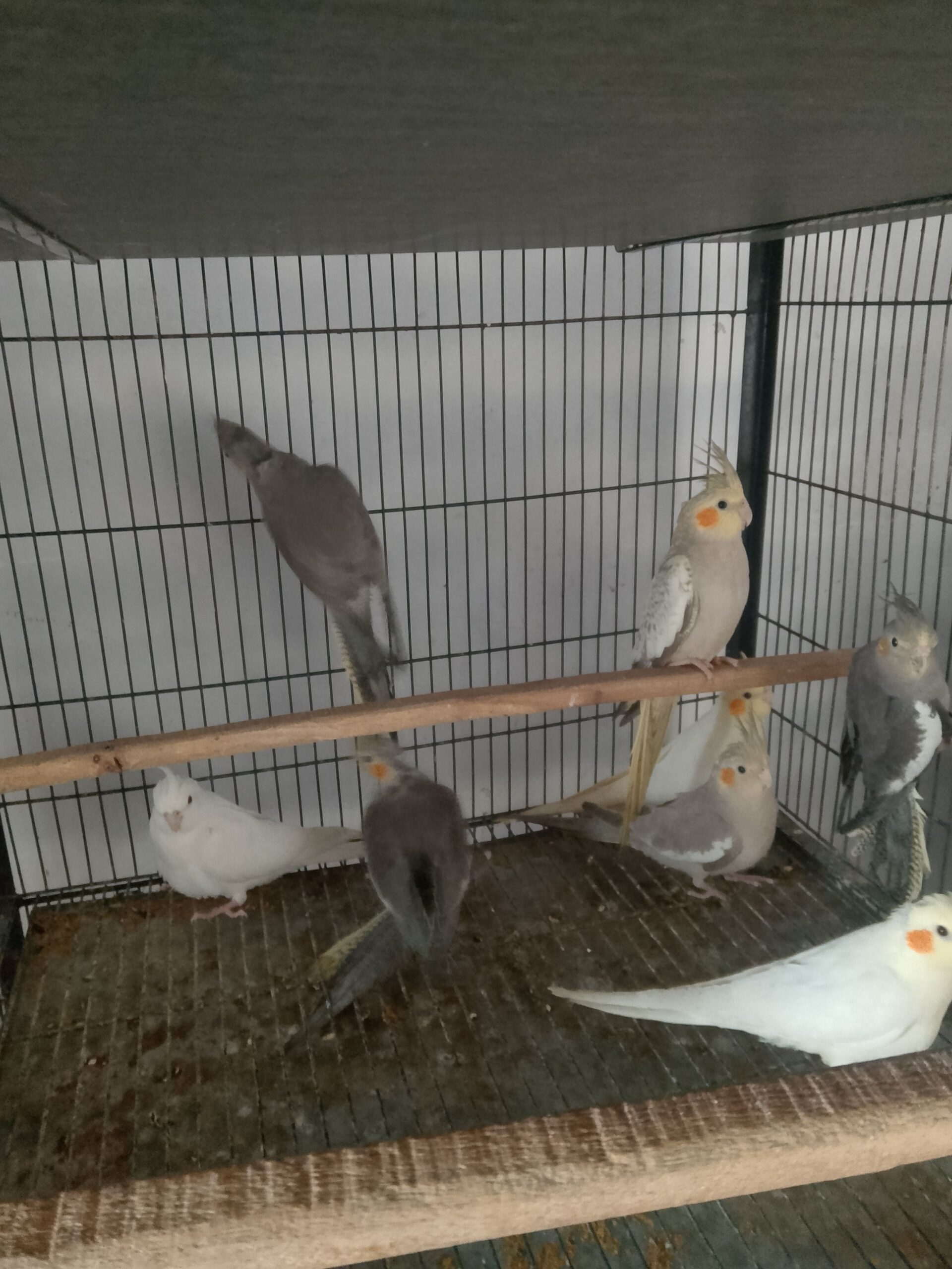 GOLDEN CHANCE: Exotic Cockatiel Collection (A+ Quality Home Bred) – Don’t Miss!