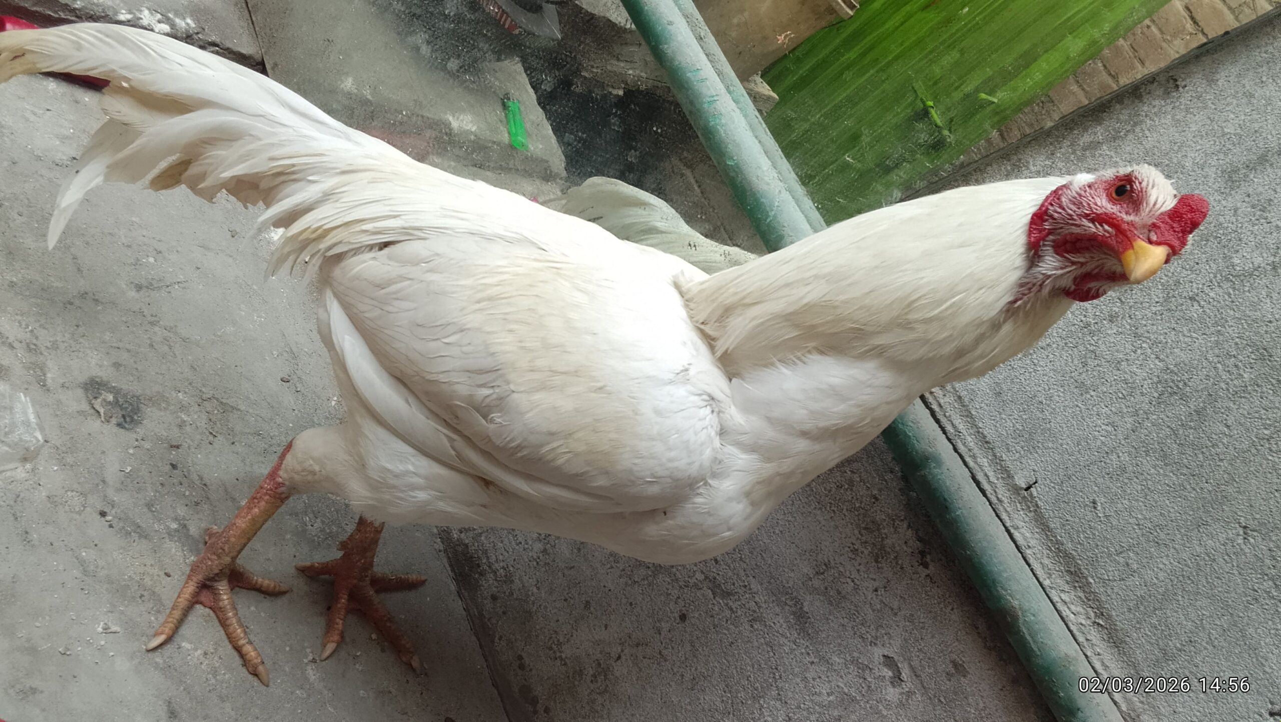 White Aseel pair