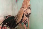 Mainwali java murga
