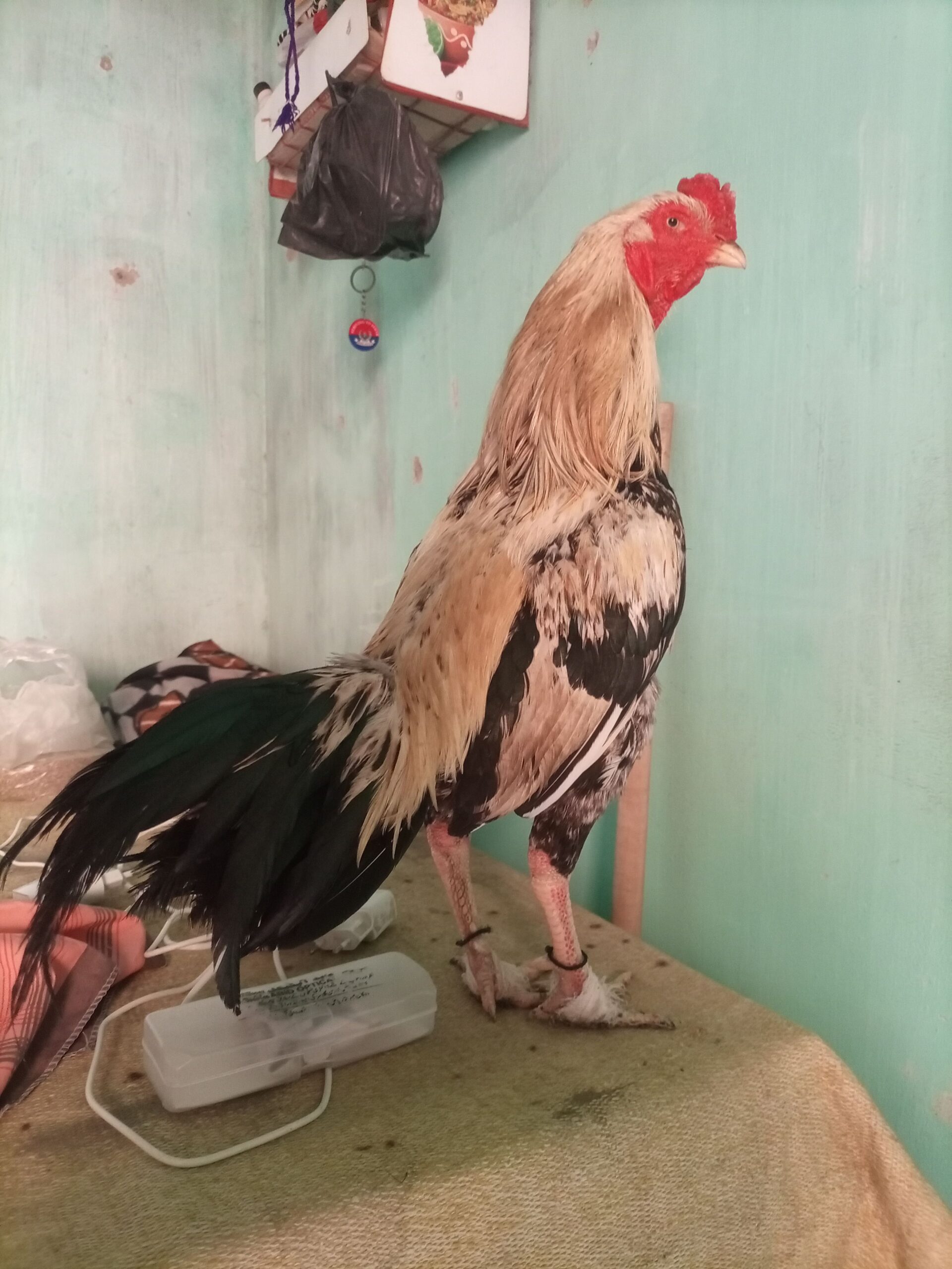 Mainwali java murga