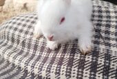 Newziland white bunny pure blood line