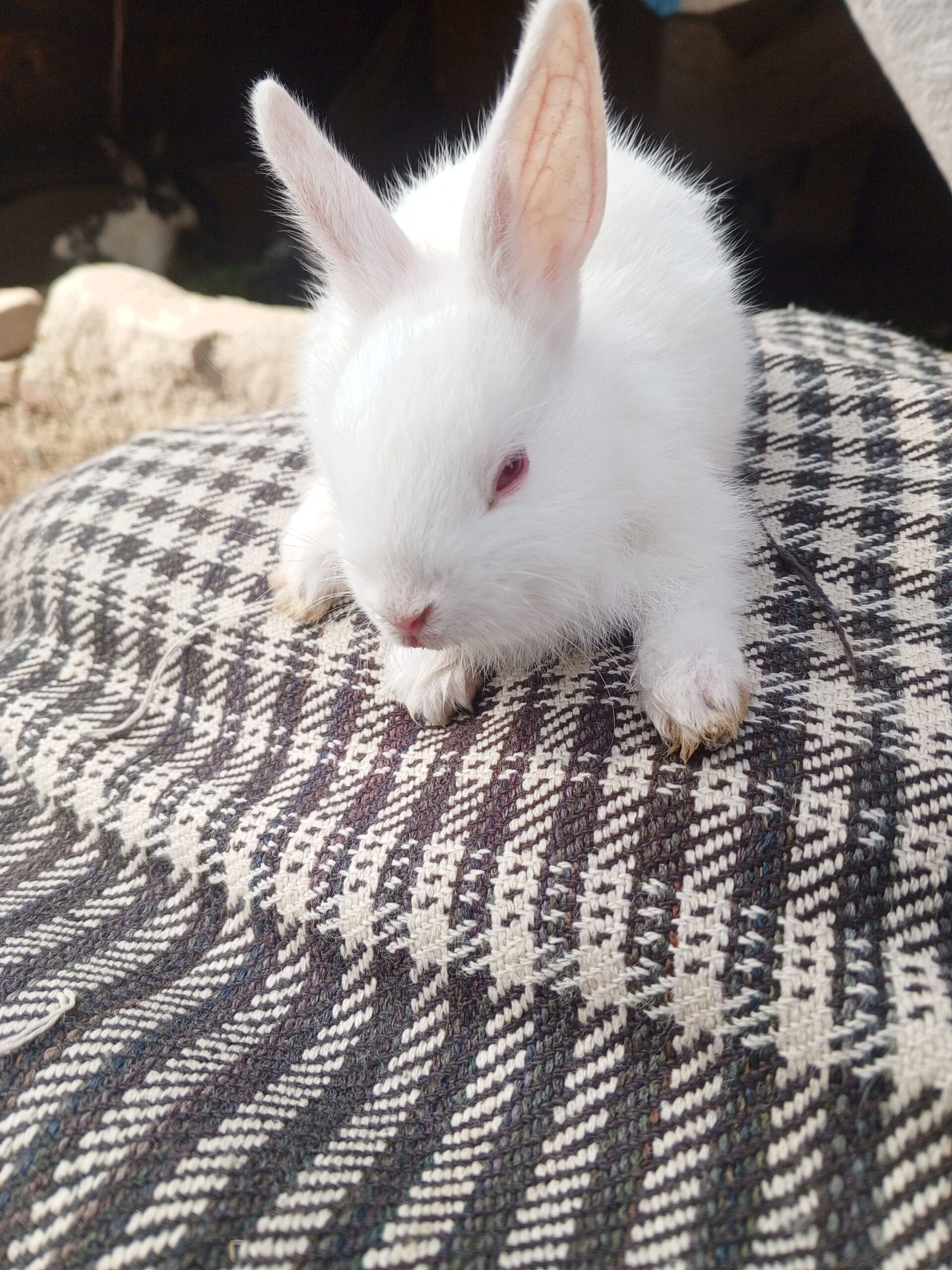 Newziland white bunny pure blood line