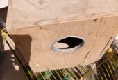 3x number fisher Parrot for sale