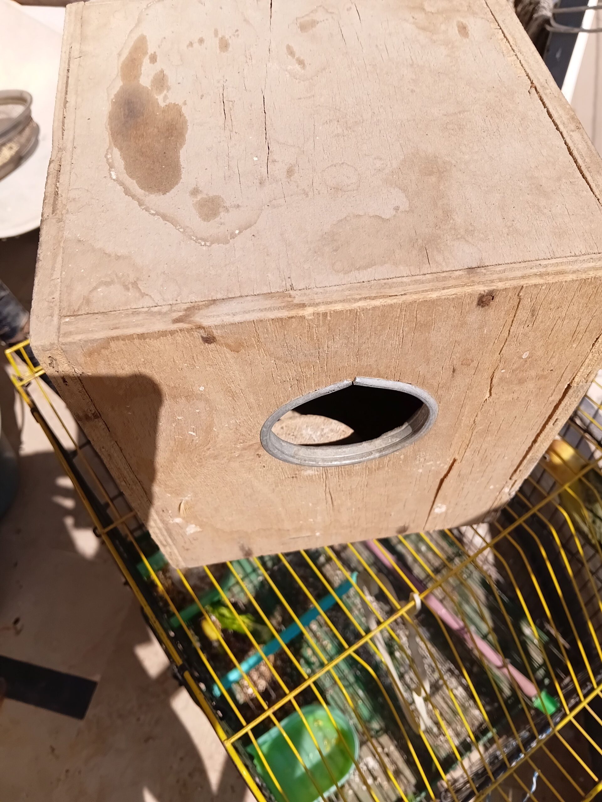 3x number fisher Parrot for sale