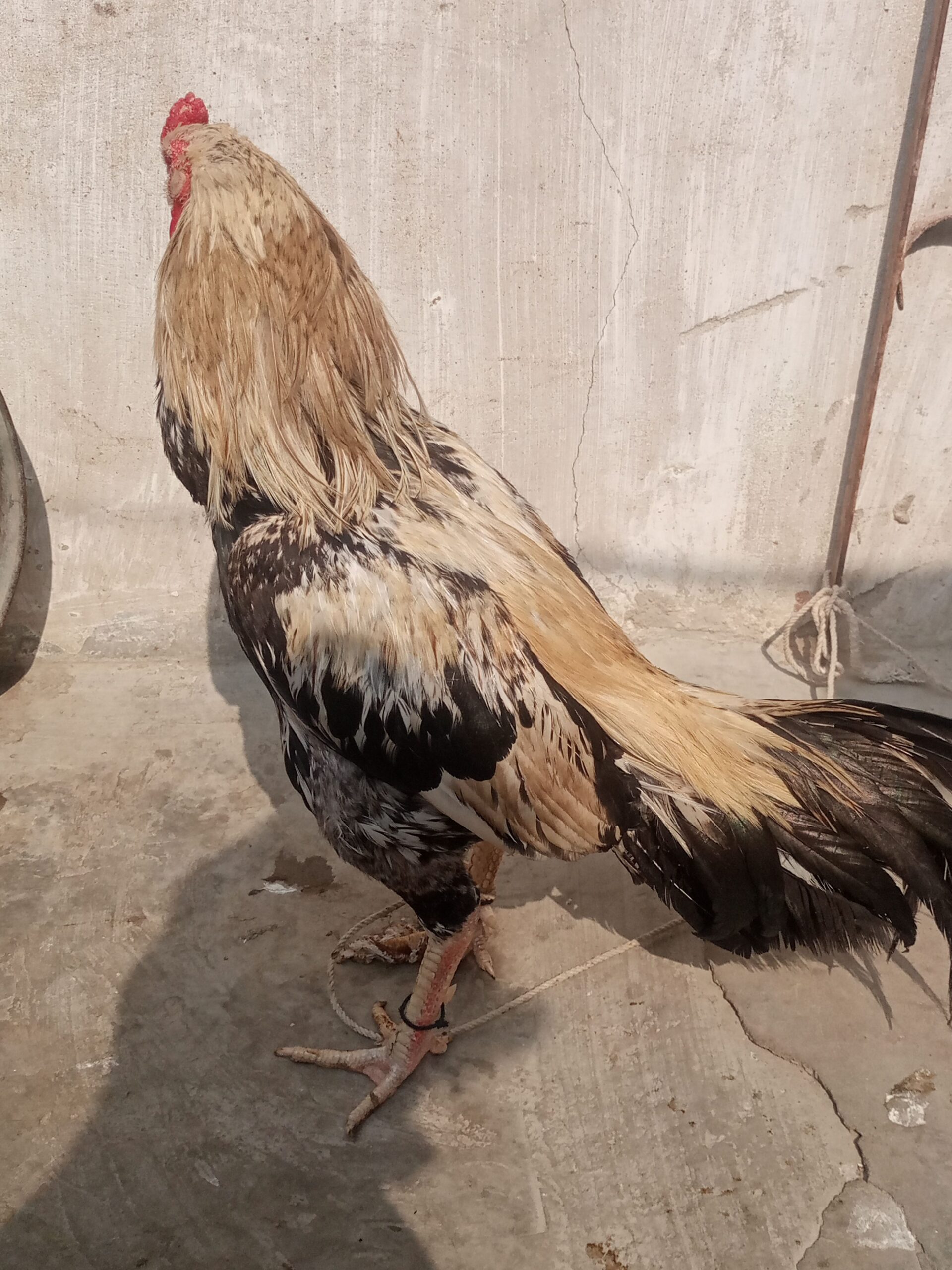Mainwali java murga