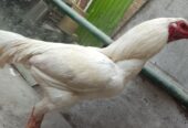 White Aseel pair
