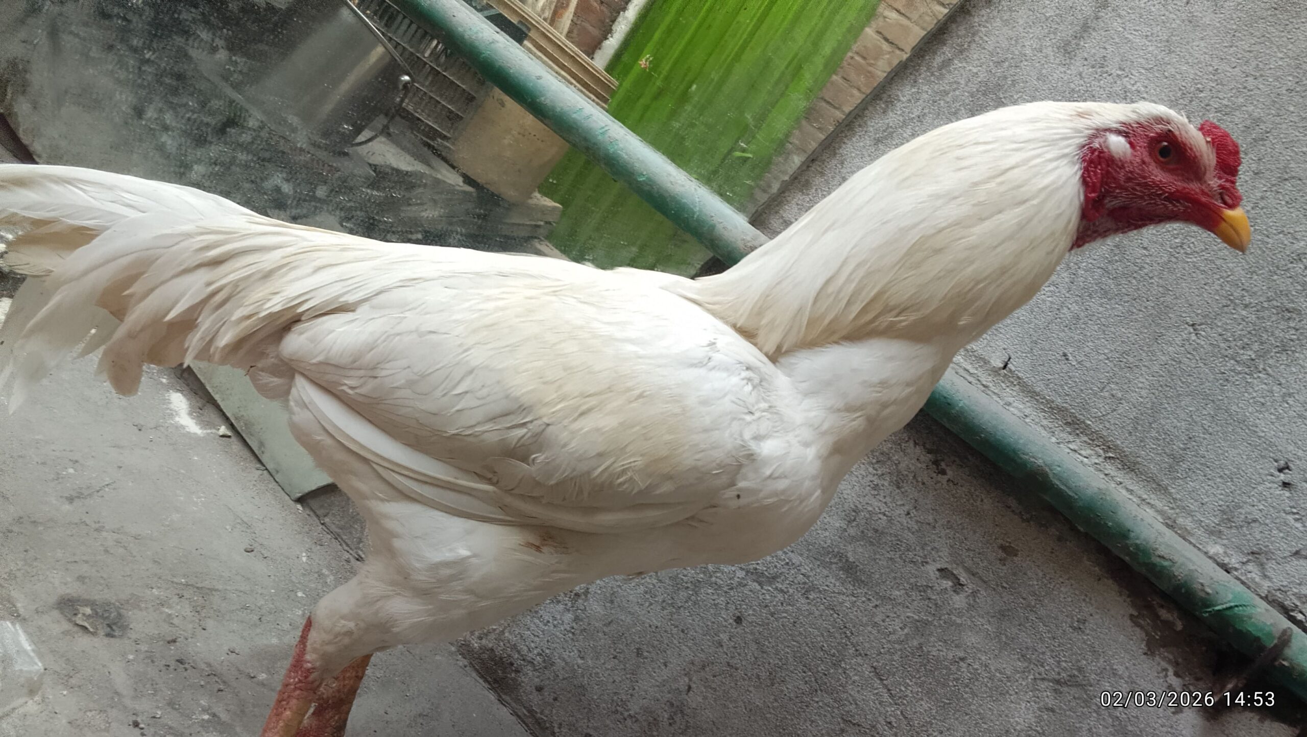 White Aseel pair