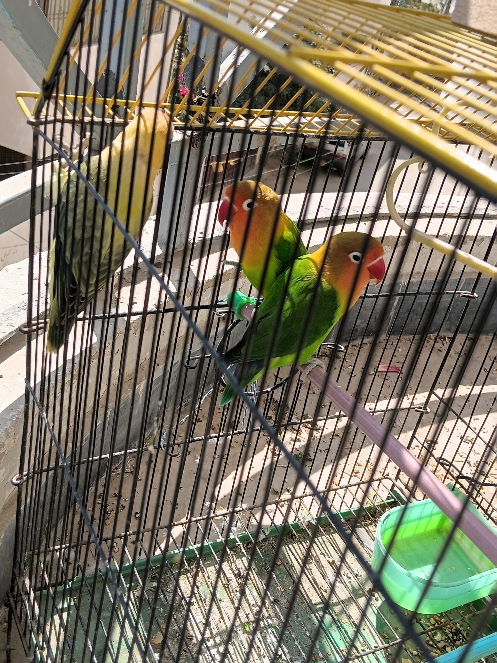 3x number fisher Parrot for sale