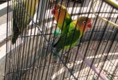 3x number fisher Parrot for sale