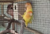 Rosicoli opline female x seplt opline male breeder pair with 2 chick’s