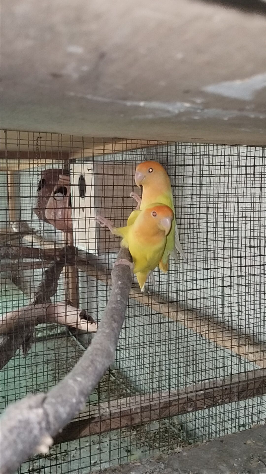Rosicoli opline female x seplt opline male breeder pair with 2 chick’s