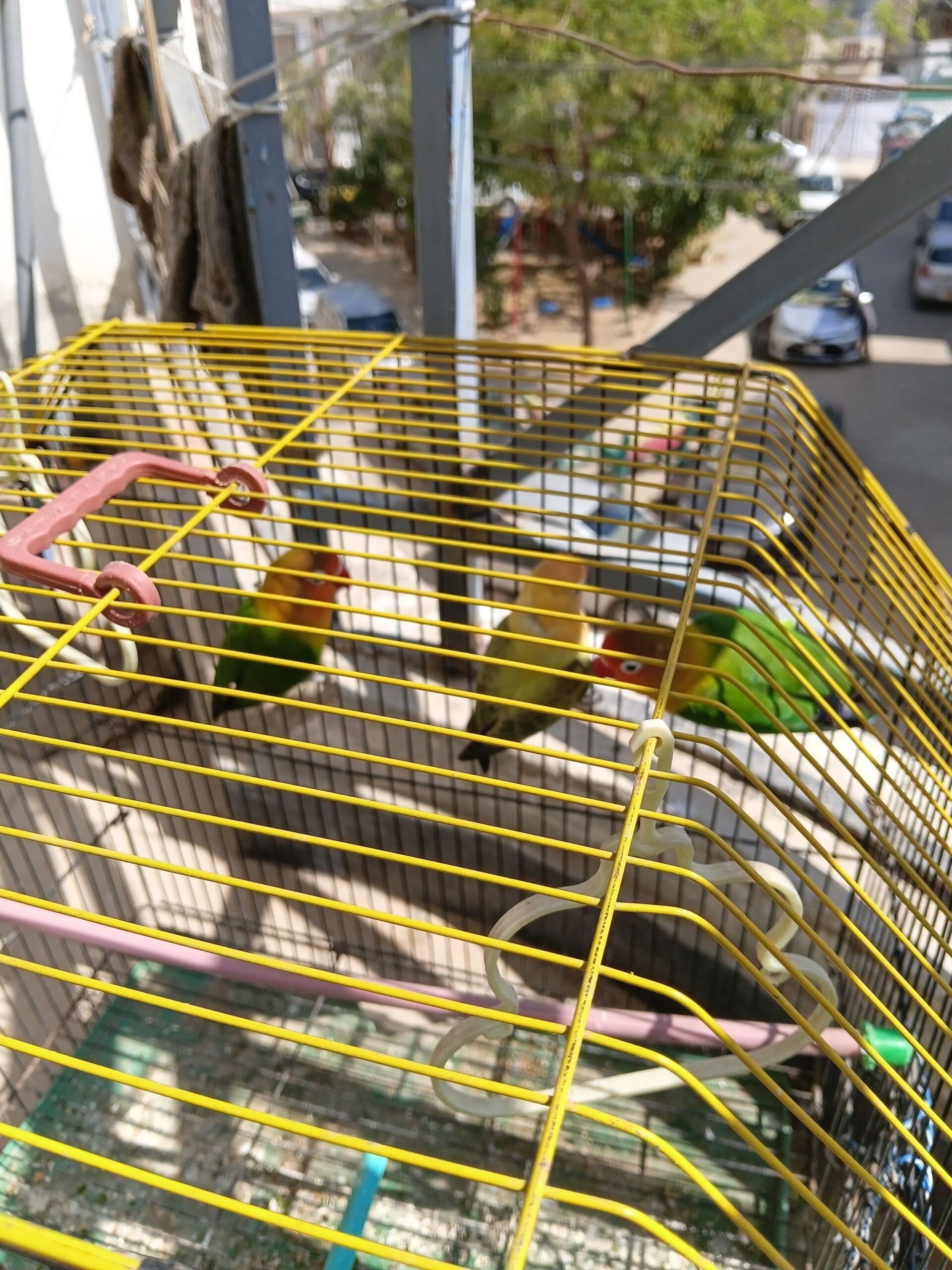 3x number fisher Parrot for sale