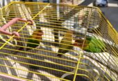 3x number fisher Parrot for sale