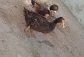 Breeder pair of Ducks for SALE