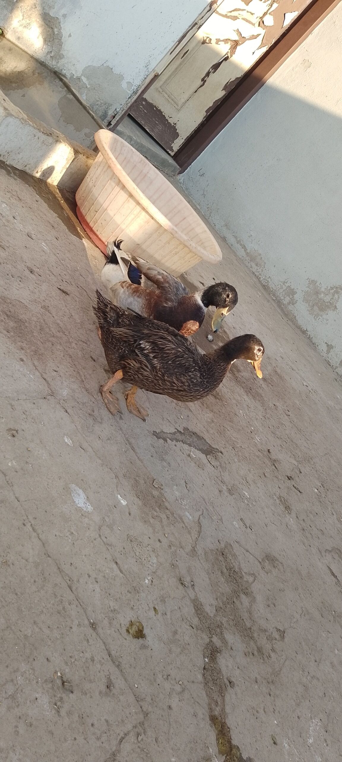 Breeder pair of Ducks for SALE