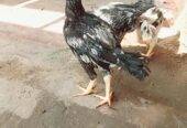 Mianwali Aseel 03 chicks and austerlop chicks