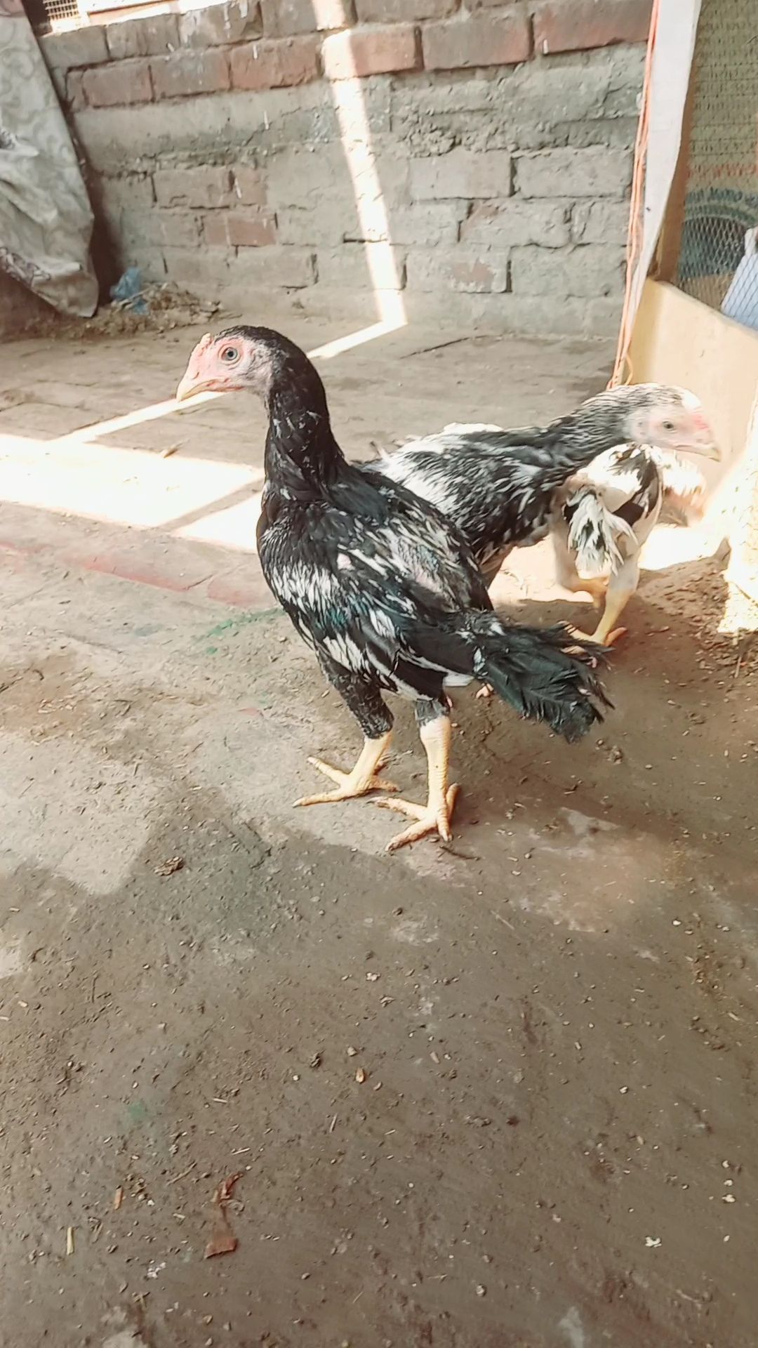 Mianwali Aseel 03 chicks and austerlop chicks