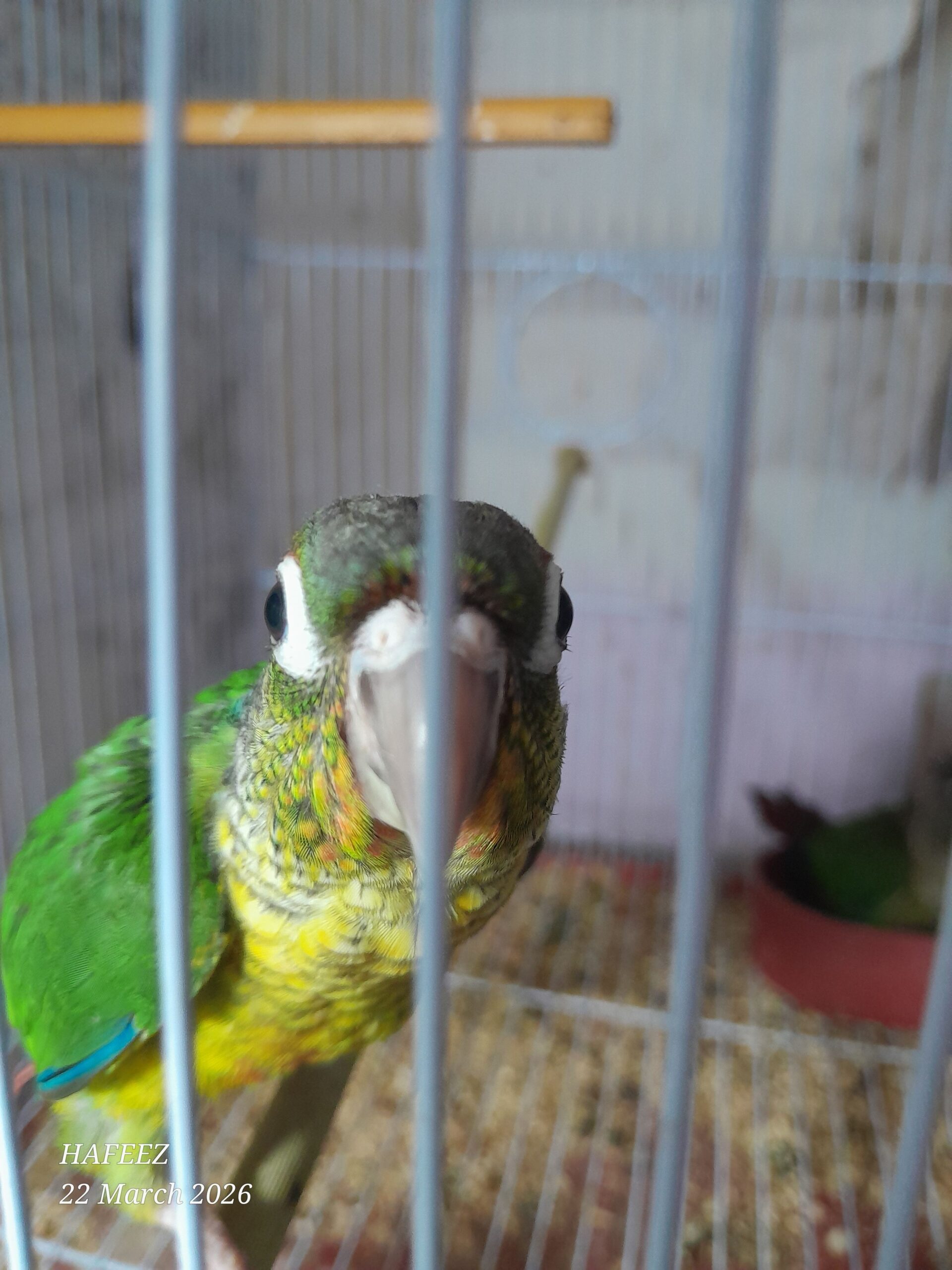 Green cheek pathay