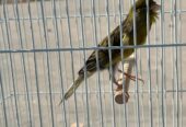 Original pencil canary male with imported cage