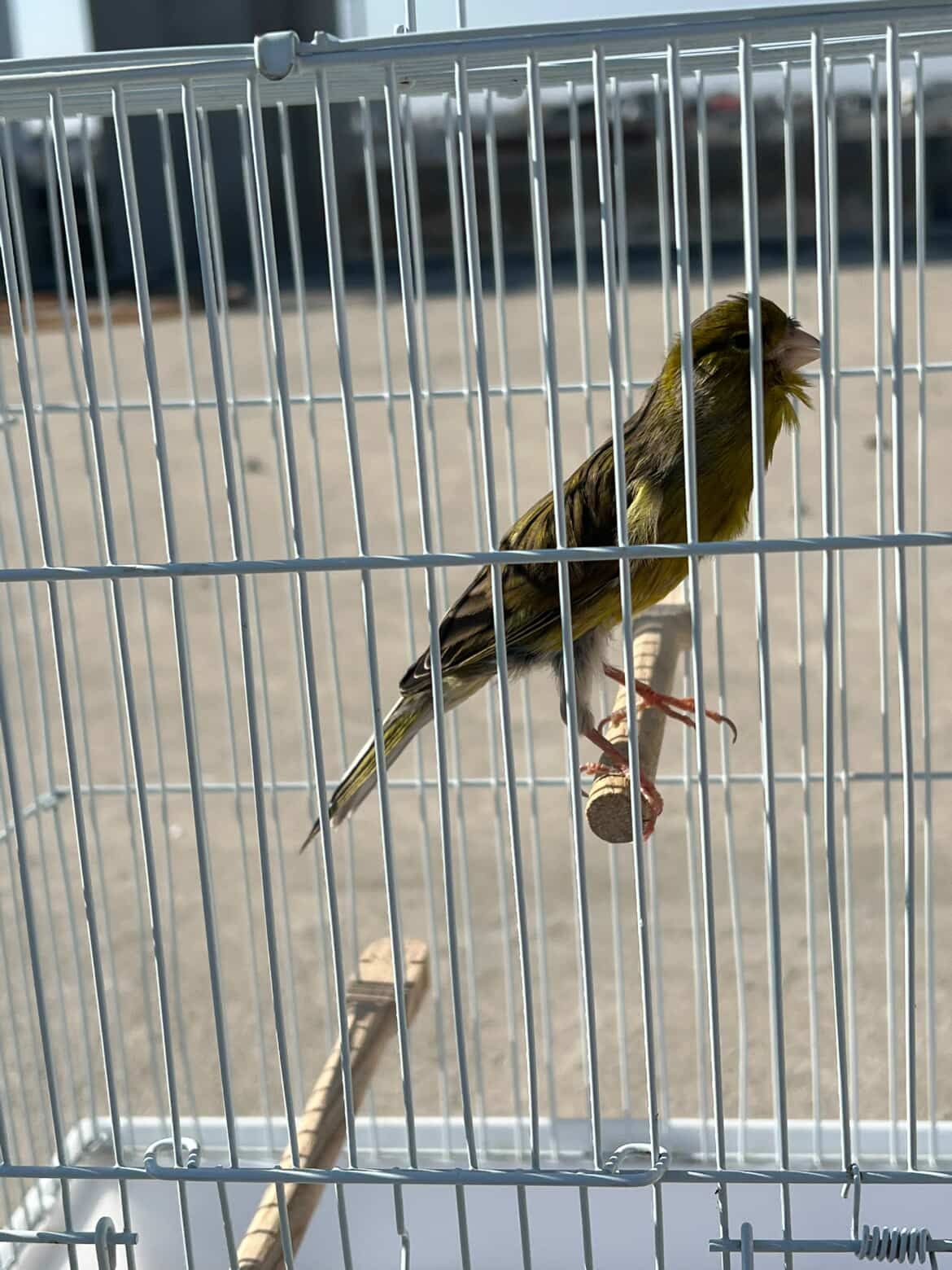 Original pencil canary male with imported cage