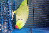 Talking Kashmiri Ringneck Parrot for Sale 🦜