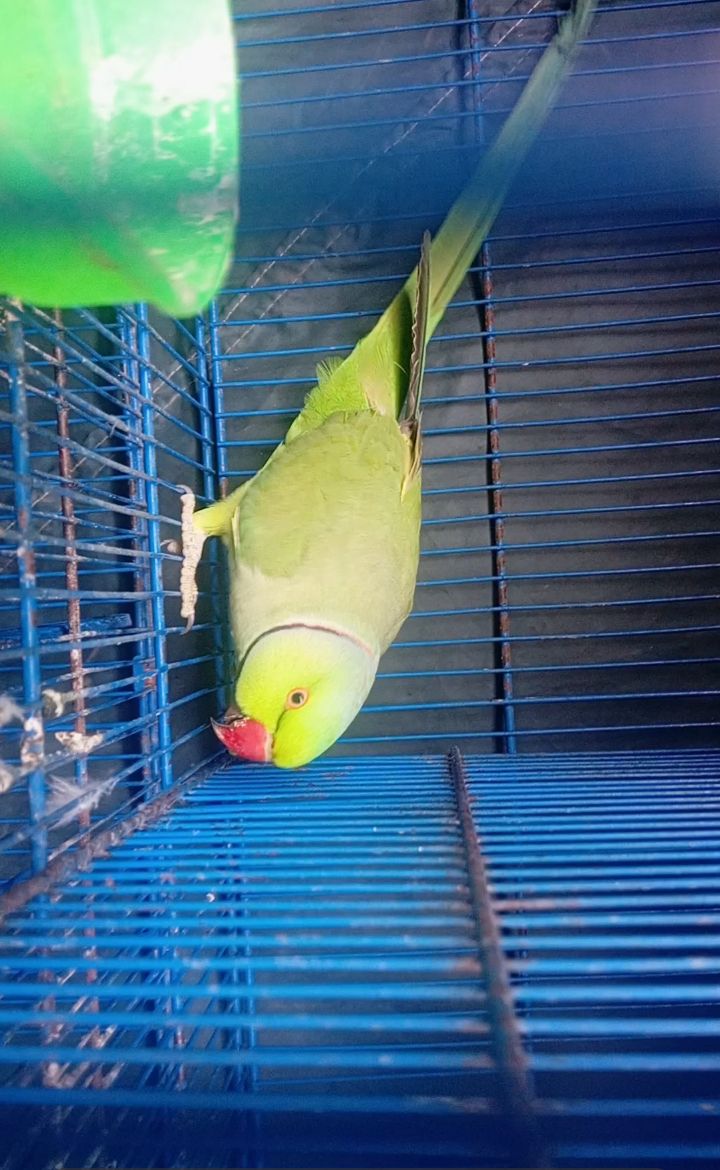 Talking Kashmiri Ringneck Parrot for Sale 🦜