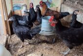 Mianwali Aseel 03 chicks and austerlop chicks